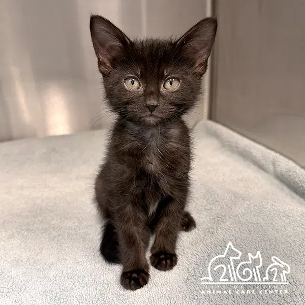 Dee Dee - Domestic Short Hair
