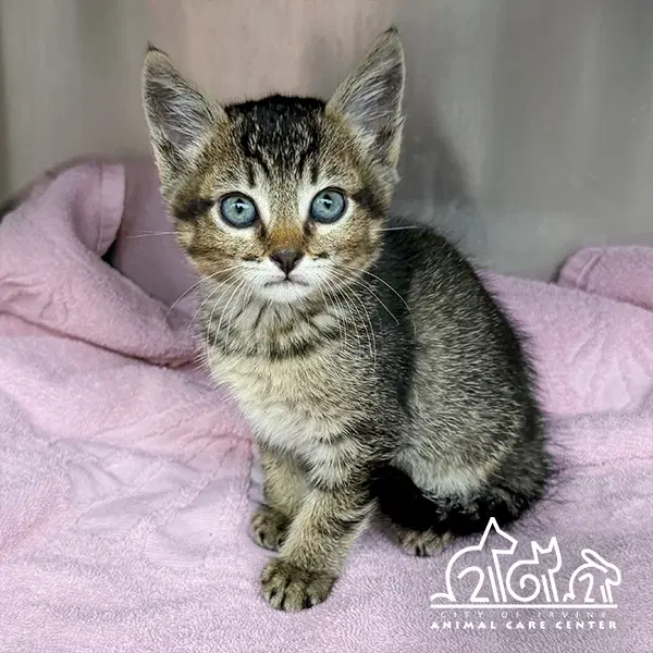 Aspen - Domestic Short Hair