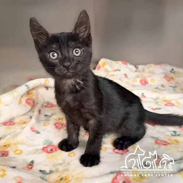 Ember - Domestic Short Hair