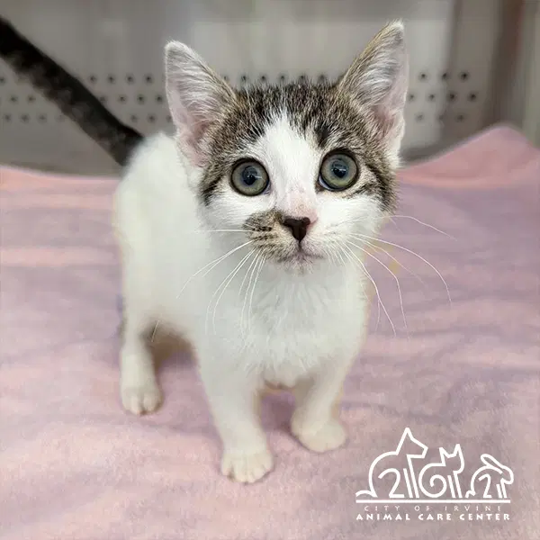 Gilly - Domestic Short Hair