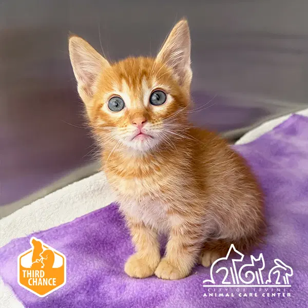 Potter - Domestic Short Hair