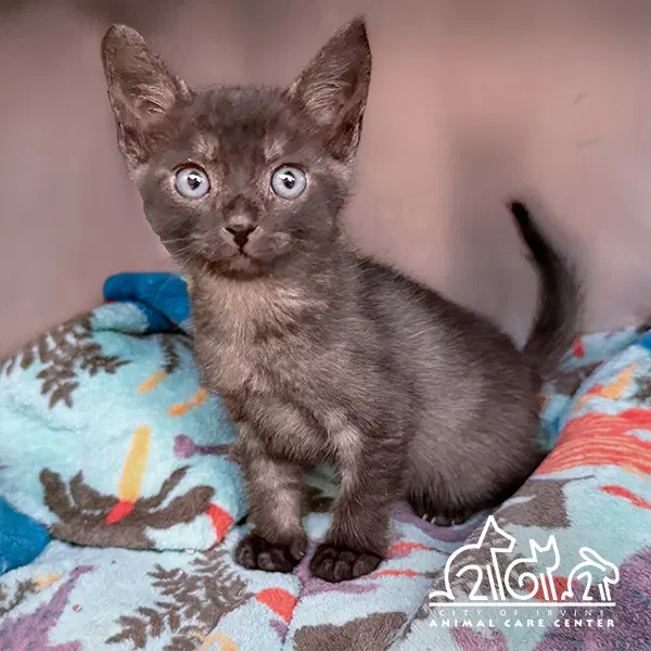 Rowan - Domestic Short Hair