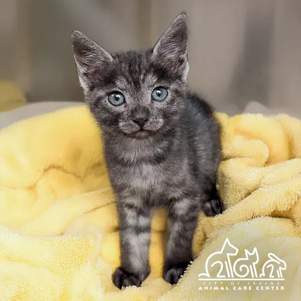 Forest - Domestic Short Hair