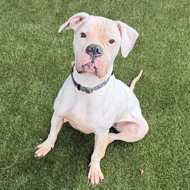 Mama - Boxer