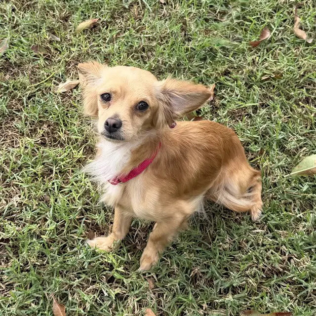 Taz - Papillon
