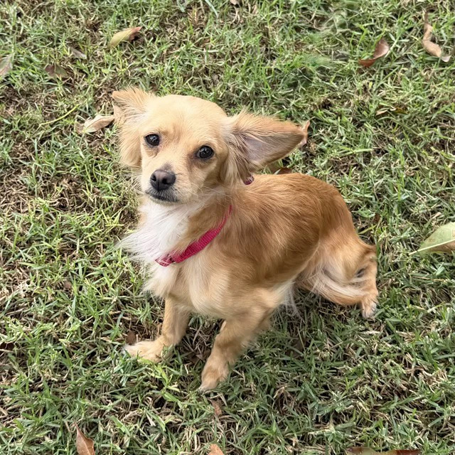 Taz