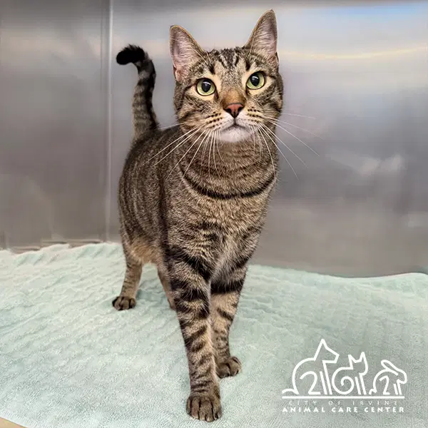 Wally - Domestic Short Hair