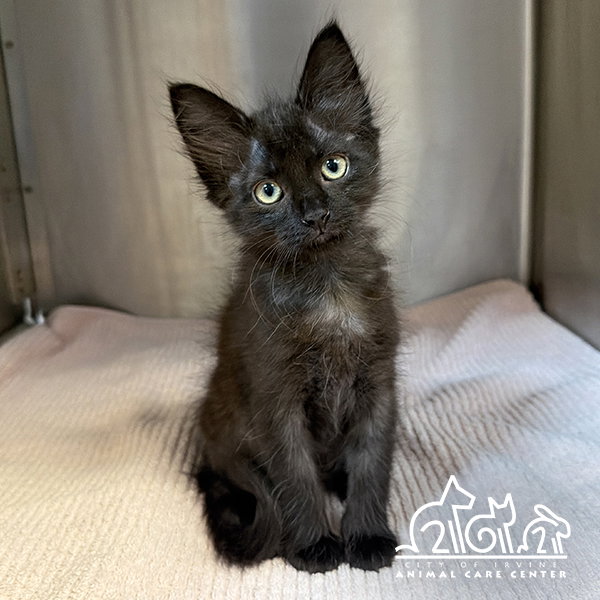 LUNA