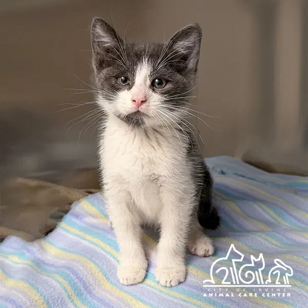 Envie - Domestic Short Hair