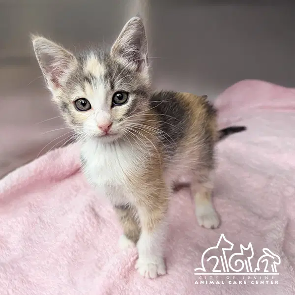 Paloma image 1