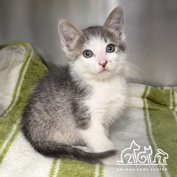 Sabi - Domestic Short Hair