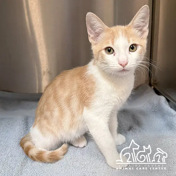 Fred - Domestic Short Hair