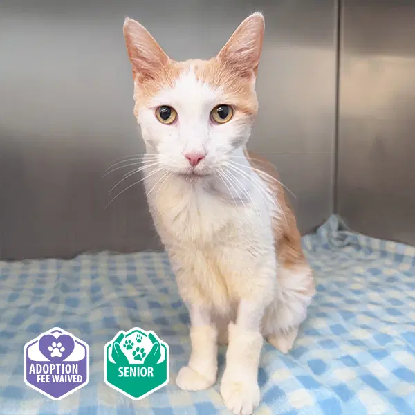 Villa - Domestic Short Hair