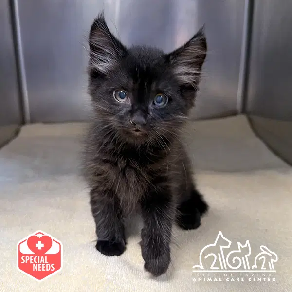 Biscotti - Domestic Short Hair