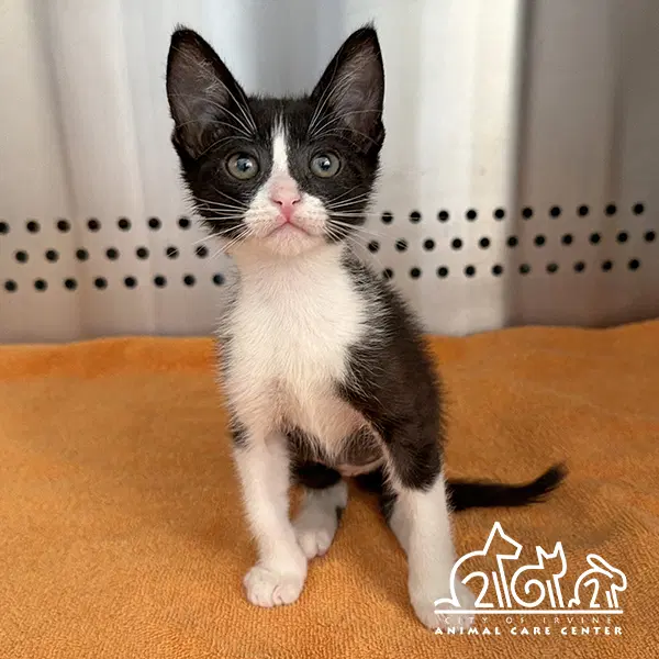 Tarot - Domestic Short Hair