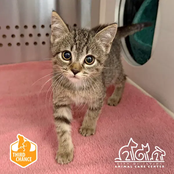 Curly - Domestic Short Hair
