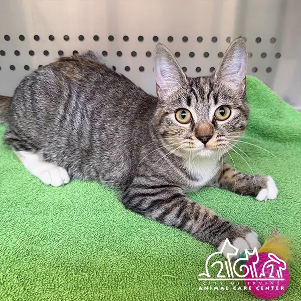 Cleo - Domestic Short Hair