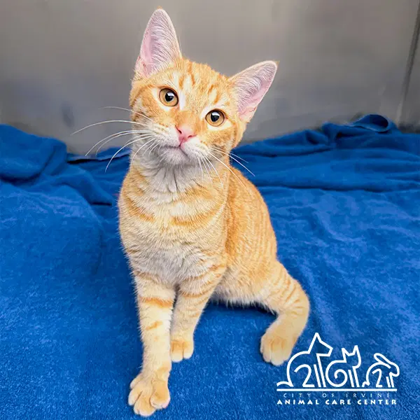 Squirt - Domestic Short Hair