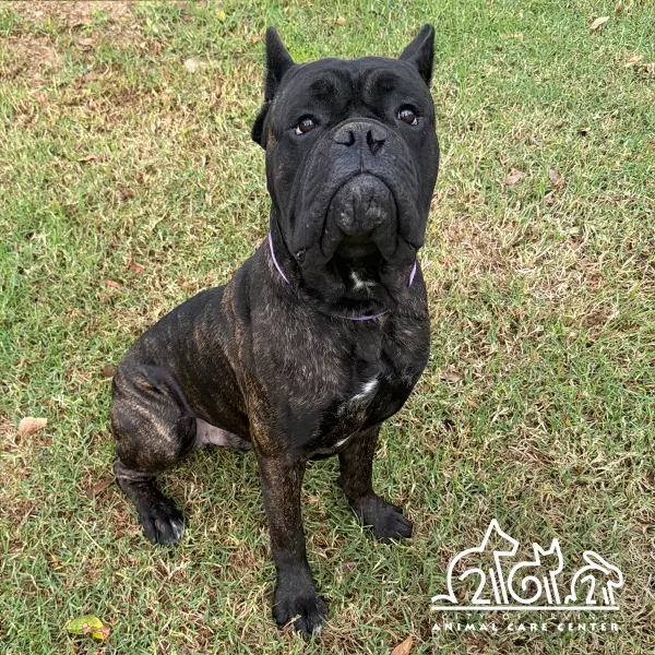 River - Mastiff