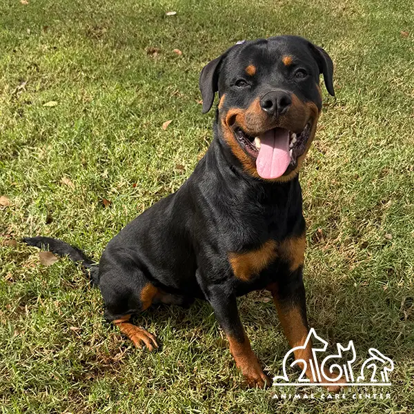 Storm - Rottweiler