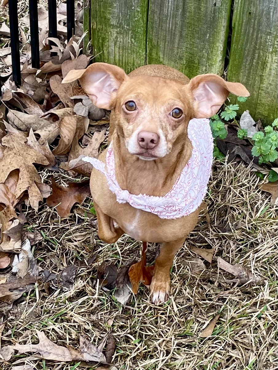 Dog for Adoption Buttons in Texarkana TX, a Dachshund in Idabel, OK