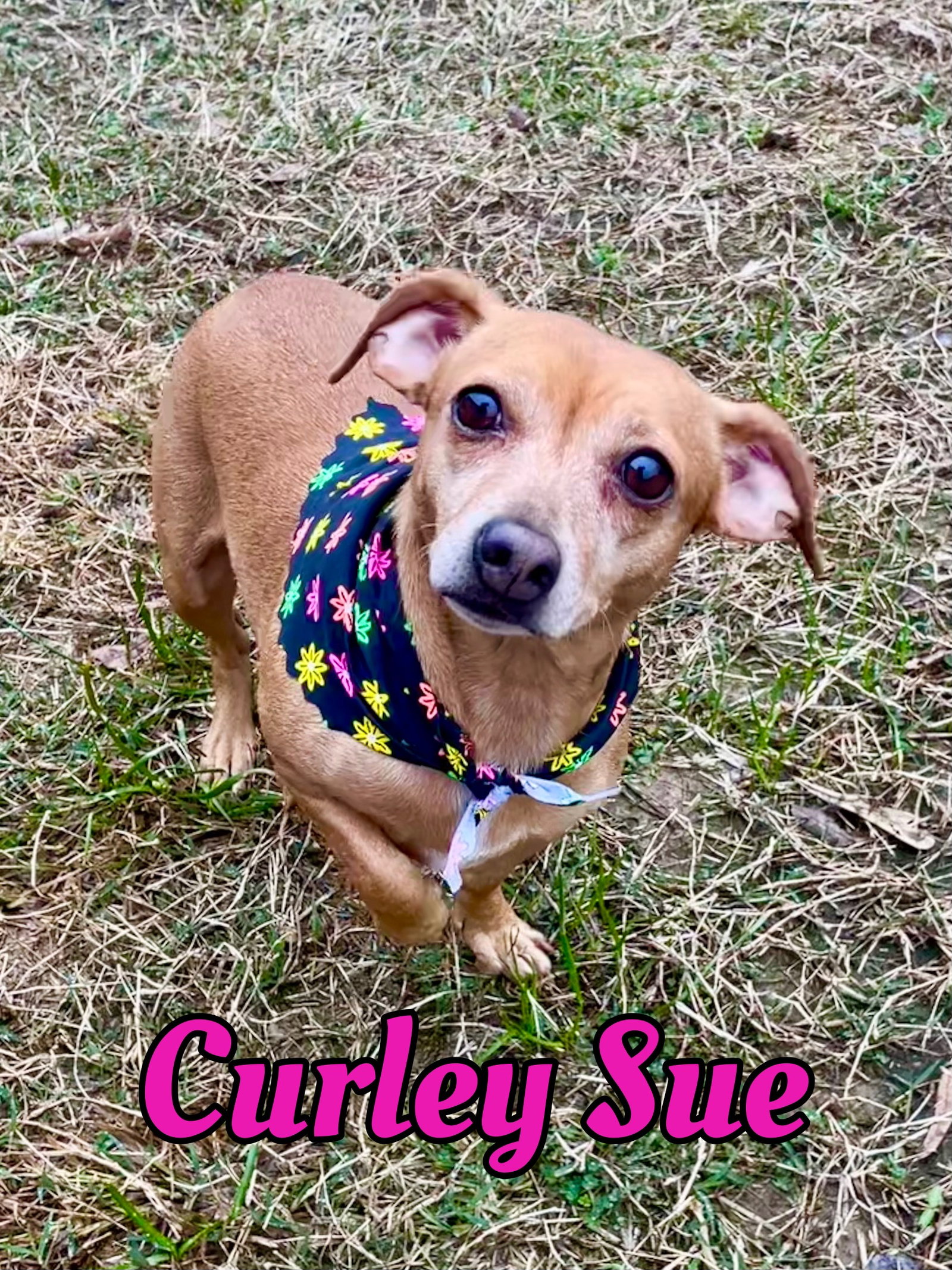 Dog for Adoption Curley Sue in Texarkana TX, a Dachshund in Idabel