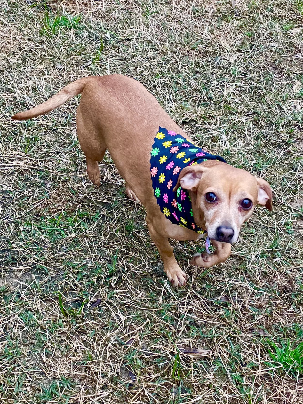Dog for Adoption Curley Sue in Texarkana TX, a Dachshund in Idabel