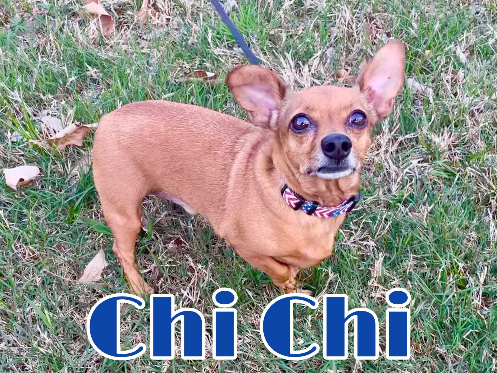 dog-for-adoption-chi-chi-in-texarkana-tx-a-chihuahua-in-red-lick-tx