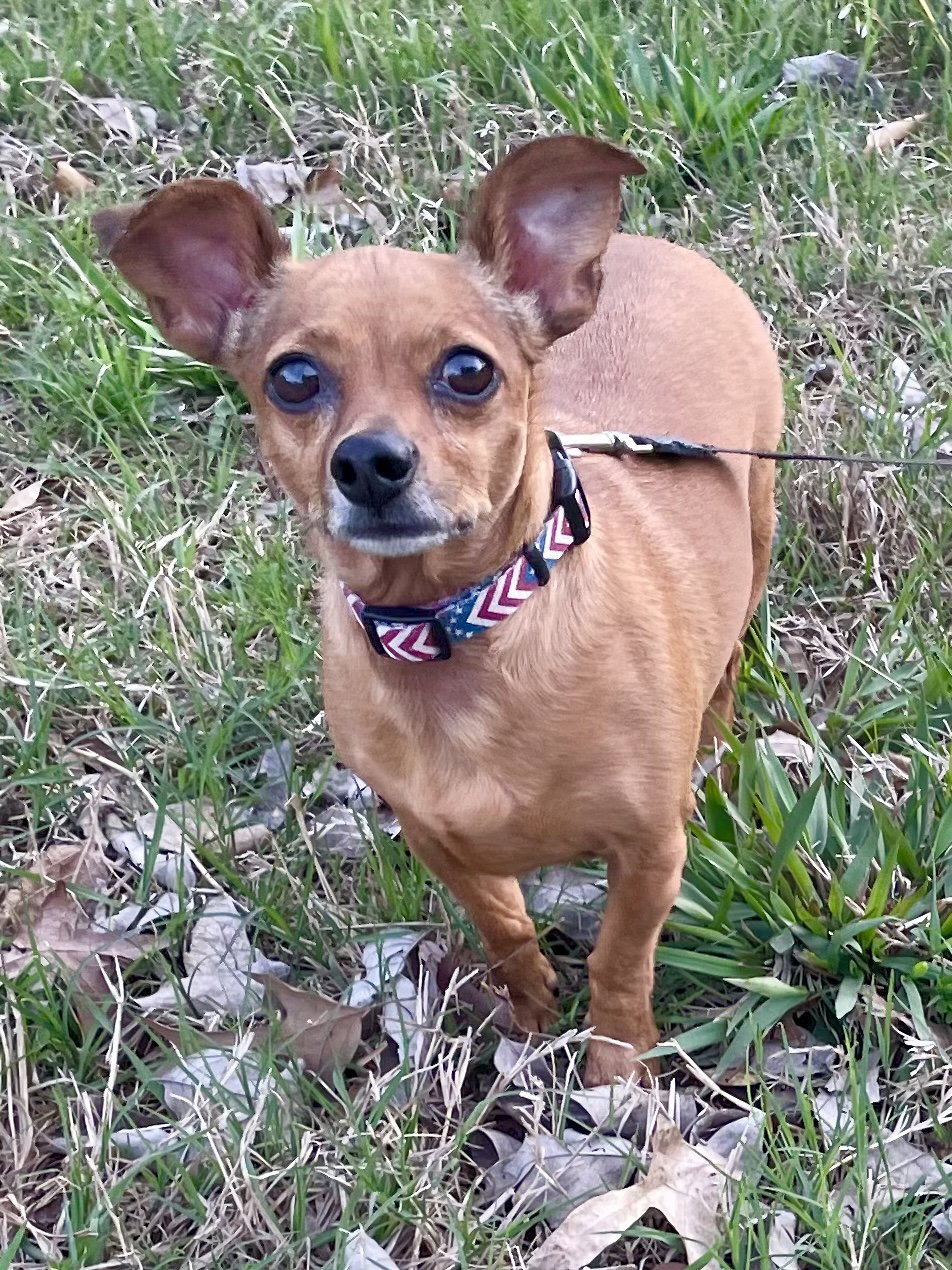 Dog for Adoption Chi Chi in Texarkana TX, a Chihuahua in Red Lick, TX
