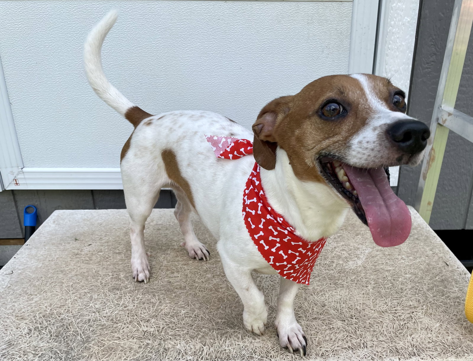 Dog for Adoption Wishbone and Wanda BONDED PAIR in Texarkana TX, a