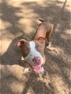adoptable Dog in killeen, tx, TX named SABO