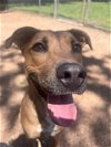 adoptable Dog in killeen, tx, TX named TIN