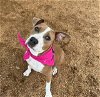 adoptable Dog in killeen, TX named HAZEL