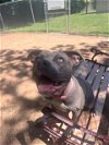 adoptable Dog in killeen, TX named HEAVEN