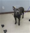 adoptable Dog in killeen, tx, TX named NIGEL