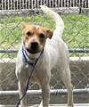 adoptable Dog in killeen, TX named BAMBI