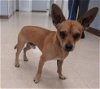 adoptable Dog in killeen, tx, TX named ZACK