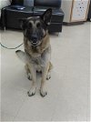 adoptable Dog in killeen, TX named BEAR