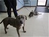 adoptable Dog in killeen, tx, TX named NALA