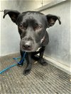 adoptable Dog in killeen, TX named COMET