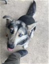 adoptable Dog in killeen, TX named ATENA