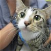 adoptable Cat in killeen, TX named CORNDOG