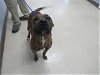 adoptable Dog in killeen, TX named ERICA