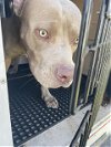 adoptable Dog in killeen, TX named CHEWBACCA