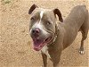 adoptable Dog in killeen, TX named GUCCI