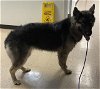 adoptable Dog in , TX named RAINY