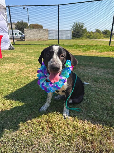 adoptable Dog in Killeen, TX named BLOSSOM