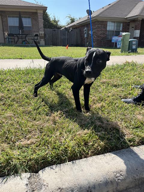 adoptable Dog in Killeen, TX named BOSTON