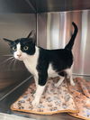 adoptable Cat in Killeen, TX named PACER TEST