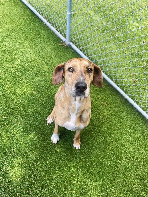 adoptable Dog in Killeen, TX named BROWN SWISS